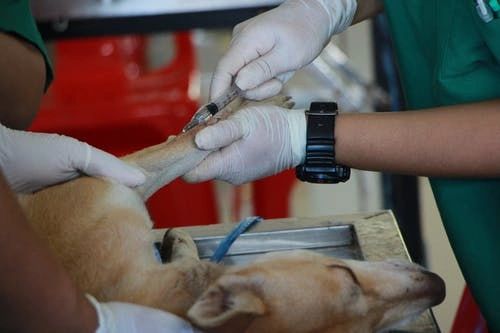 national-pet-immunization-awareness-month